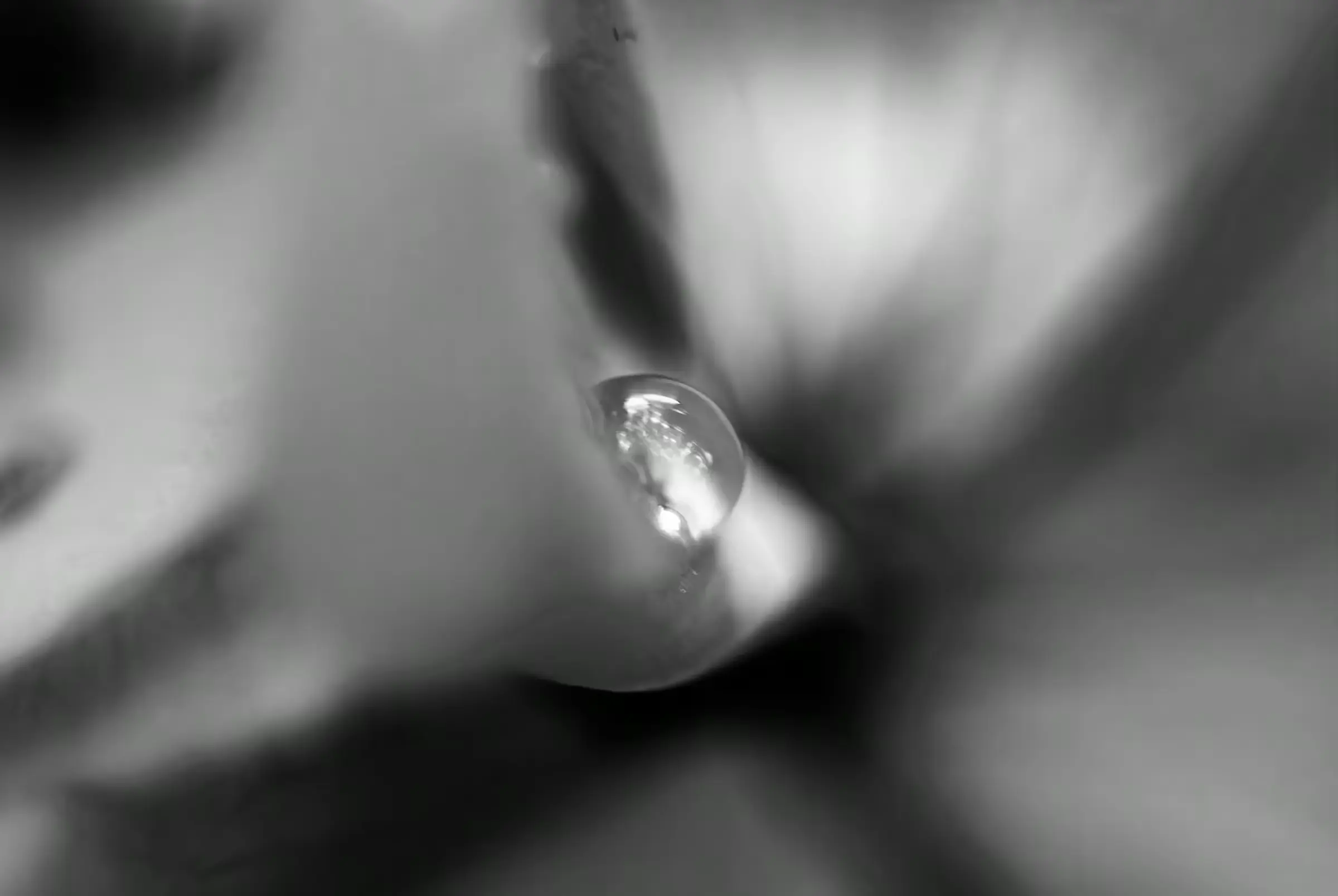 Monochrome Droplet Black and white macro photograph of a water droplet clinging to a plant.