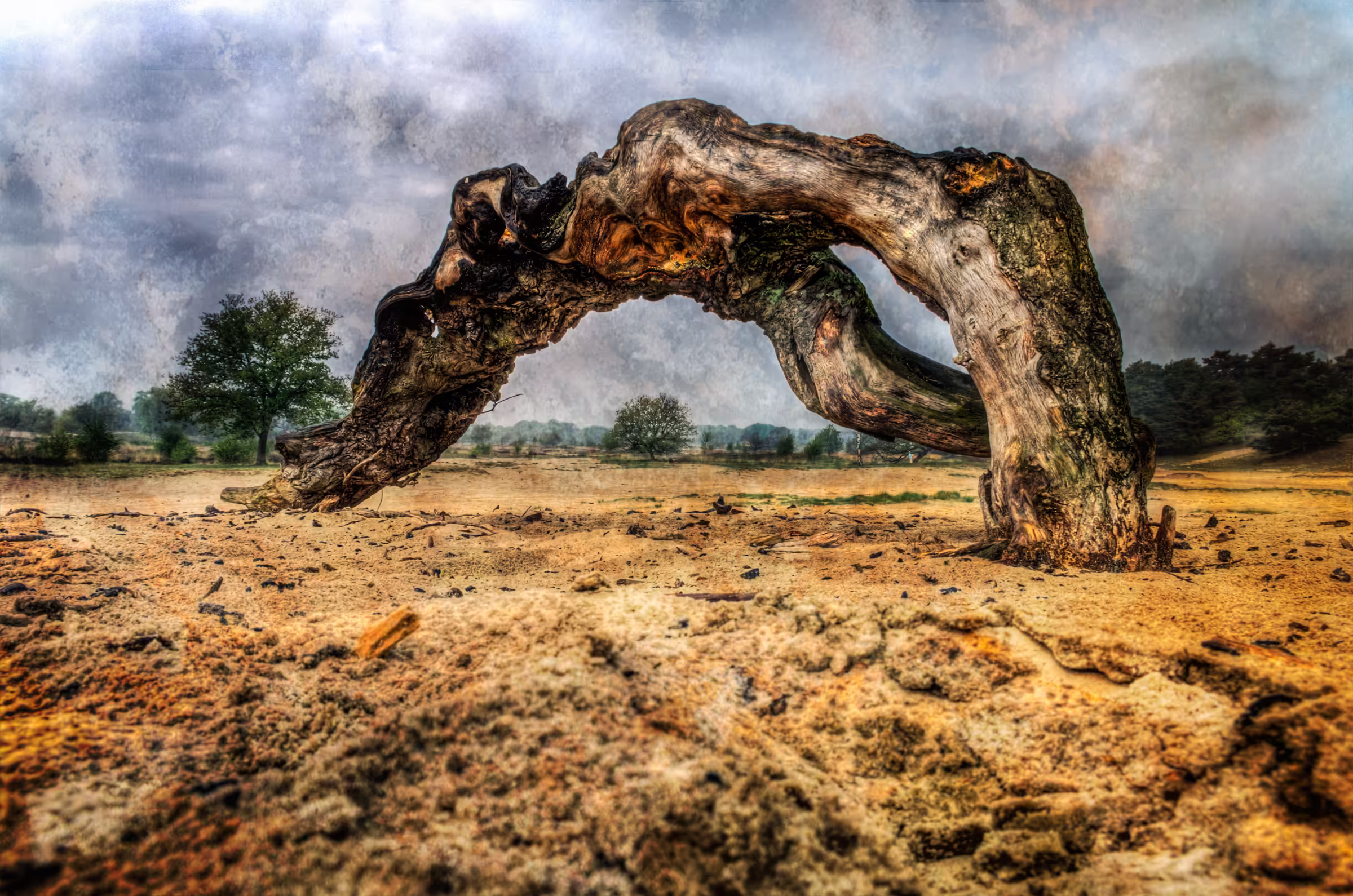 Landscape photograph of a weathered, arch-shaped tree trunk. The tree, with its gnarled branches forming a natural archway, dominates the foreground.