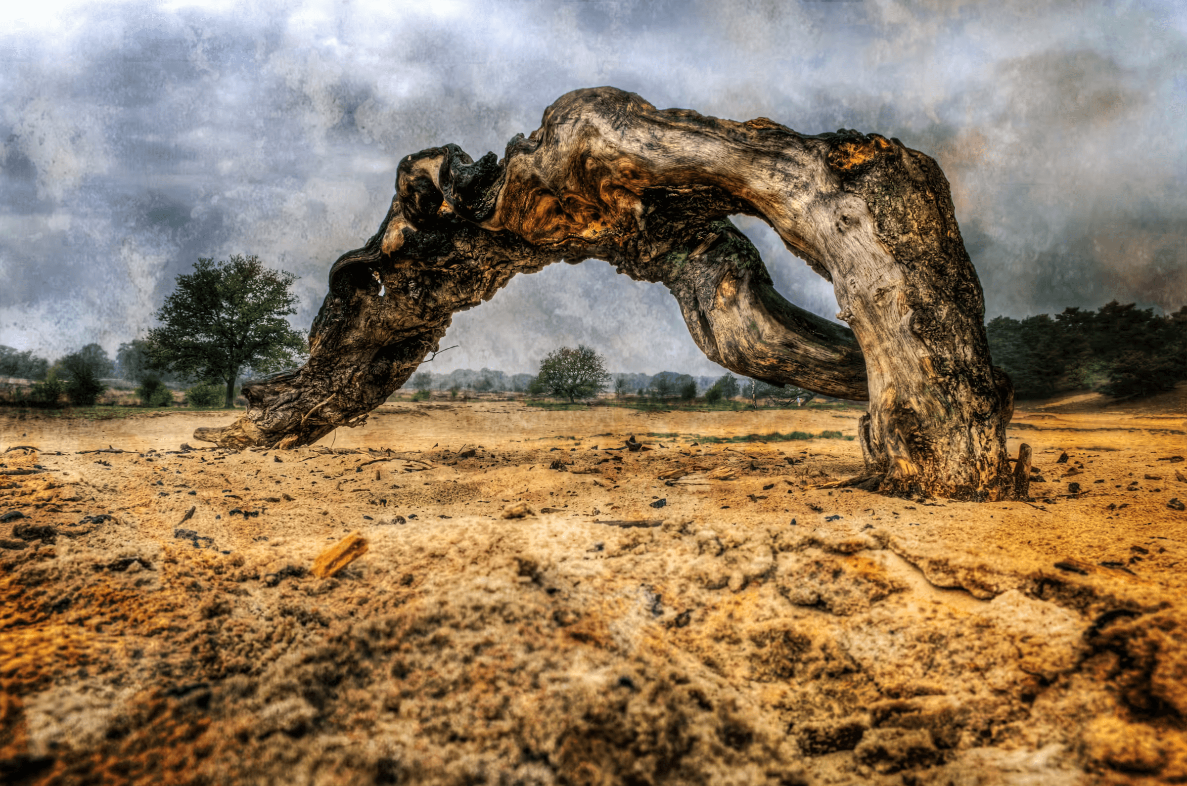 Weathered Arch Tree of Resilience in Kaatsheuvel.