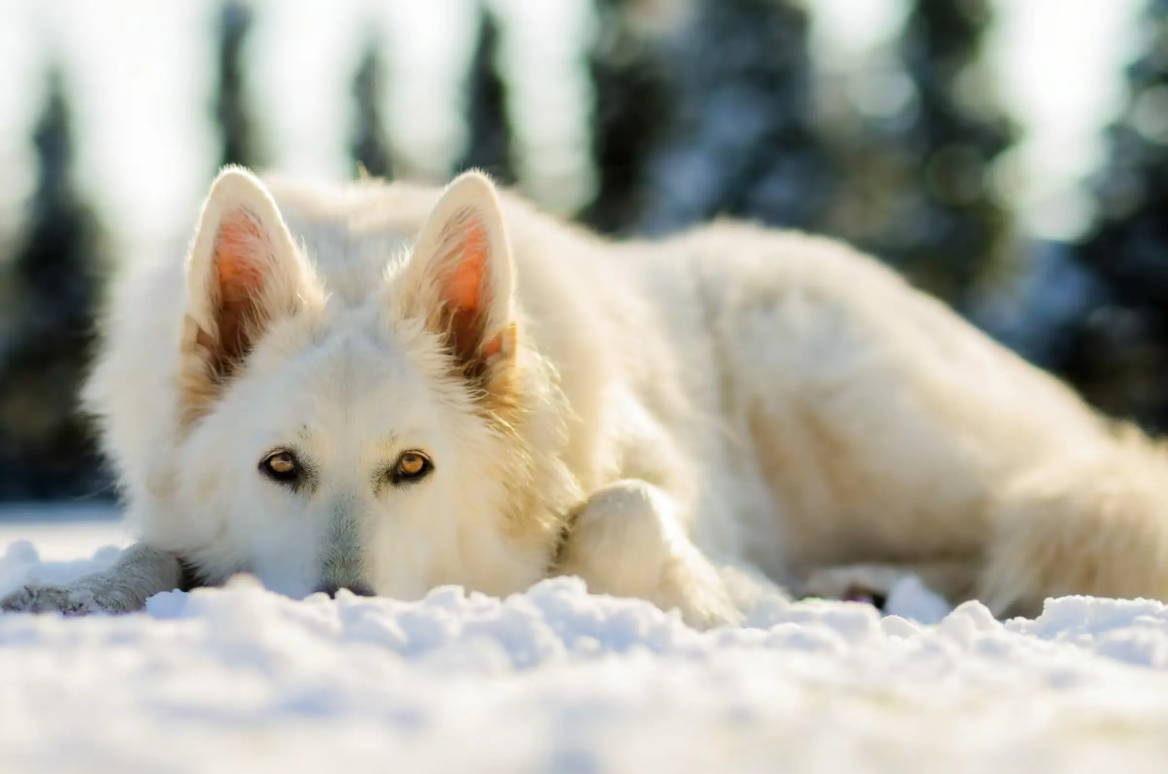 White Swiss Shepherd in Snow White Swiss Shepherd resting in snow and looking directly at the viewer.