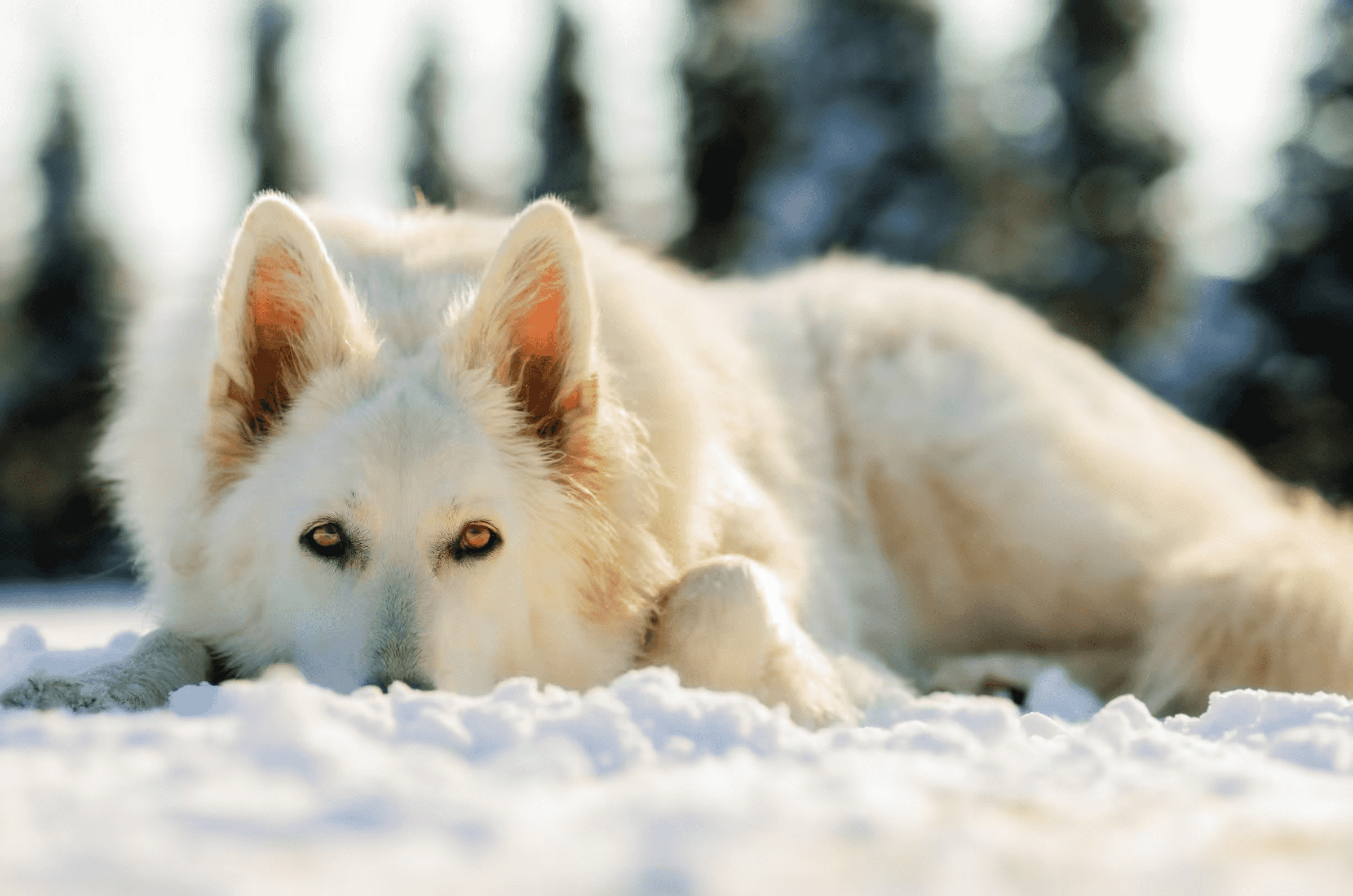 White Swiss Shepherd in Snow White Swiss Shepherd resting in snow and looking directly at the viewer.