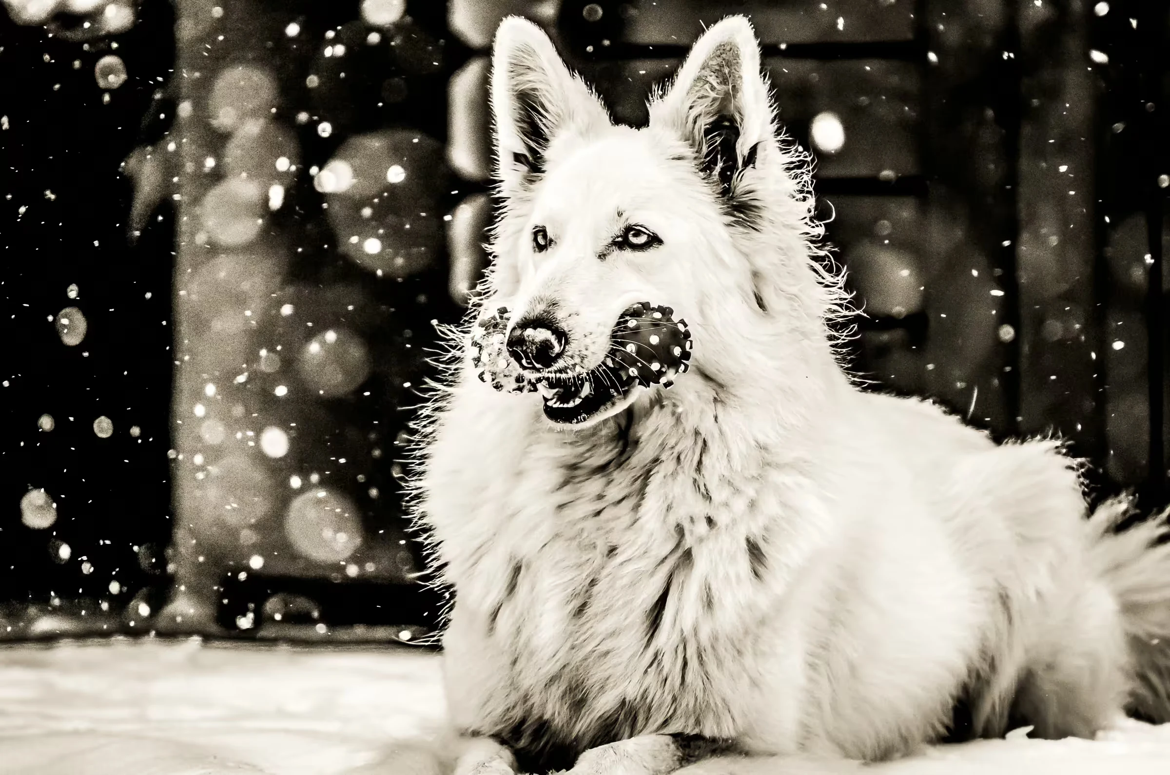 A White Swiss Shepherd Dog playing in the snow.
