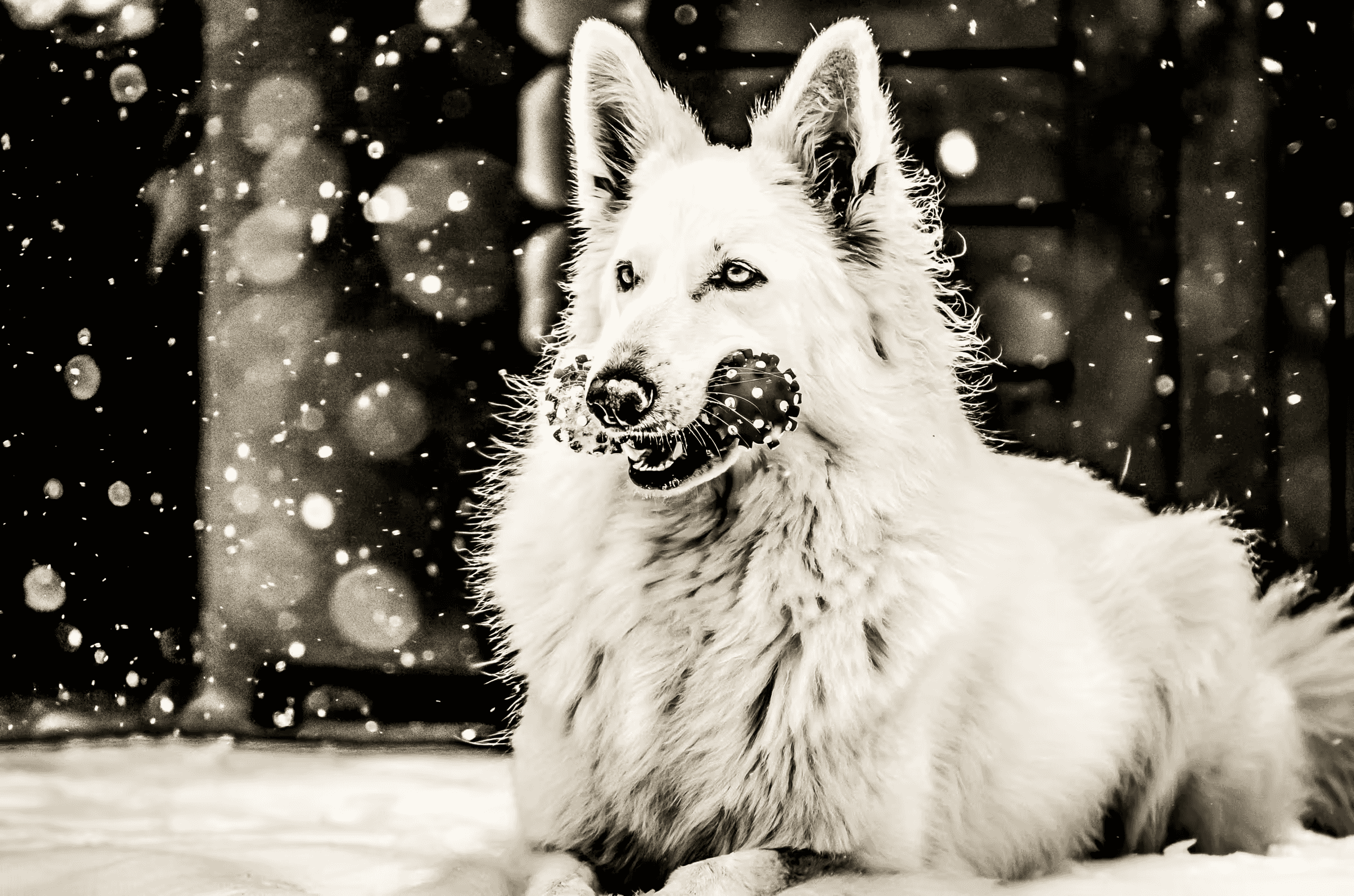 Winter Play: White Shepherd in Snowfall A White Swiss Shepherd Dog playing in the snow.