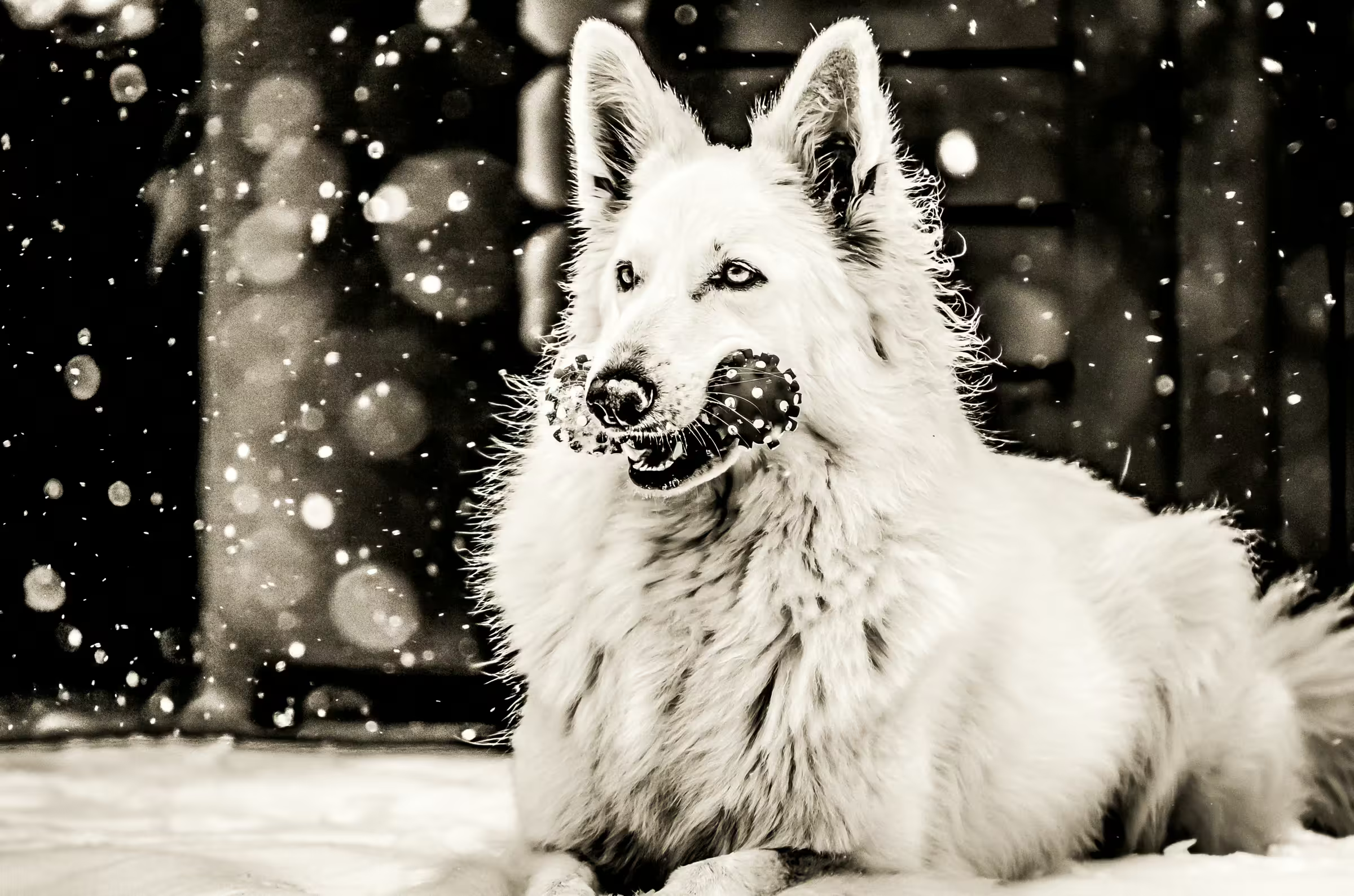 A White Swiss Shepherd Dog playing in the snow.