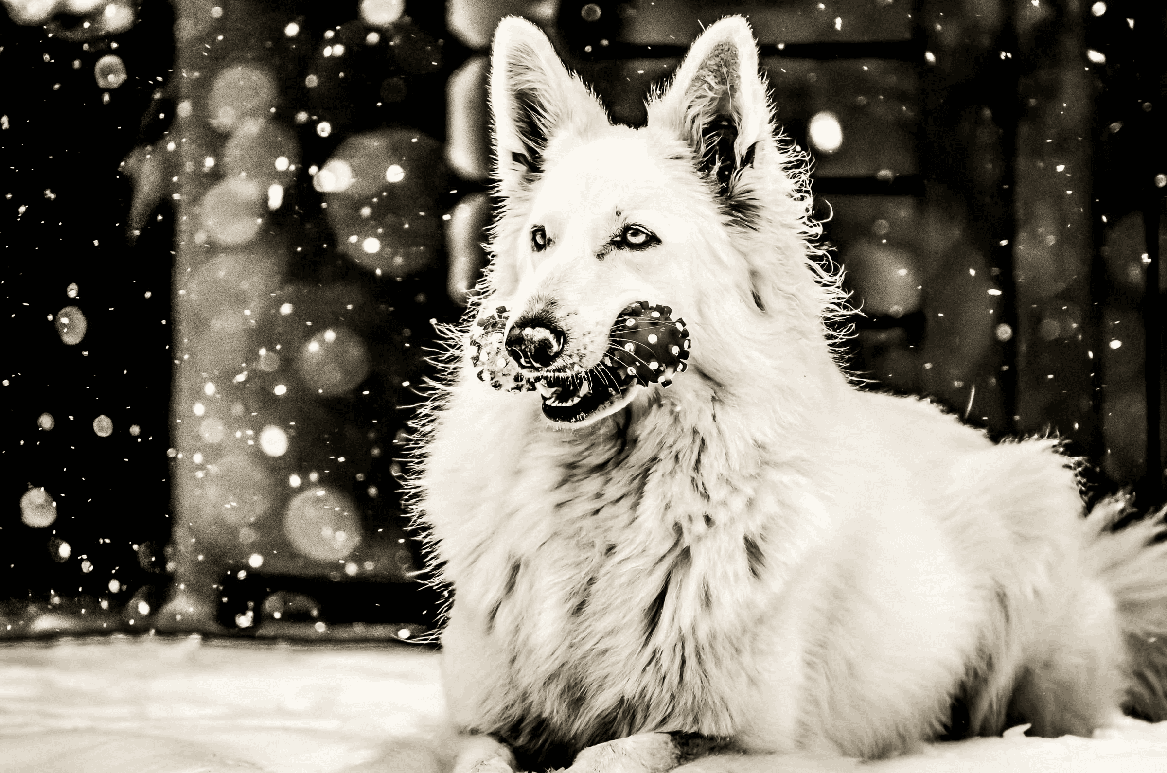 Black and white portrait photograph of a White Swiss Shepherd Dog playing in the snow. The dog, with thick white fur, holds a spotted toy in its mouth and looks towards the viewer.