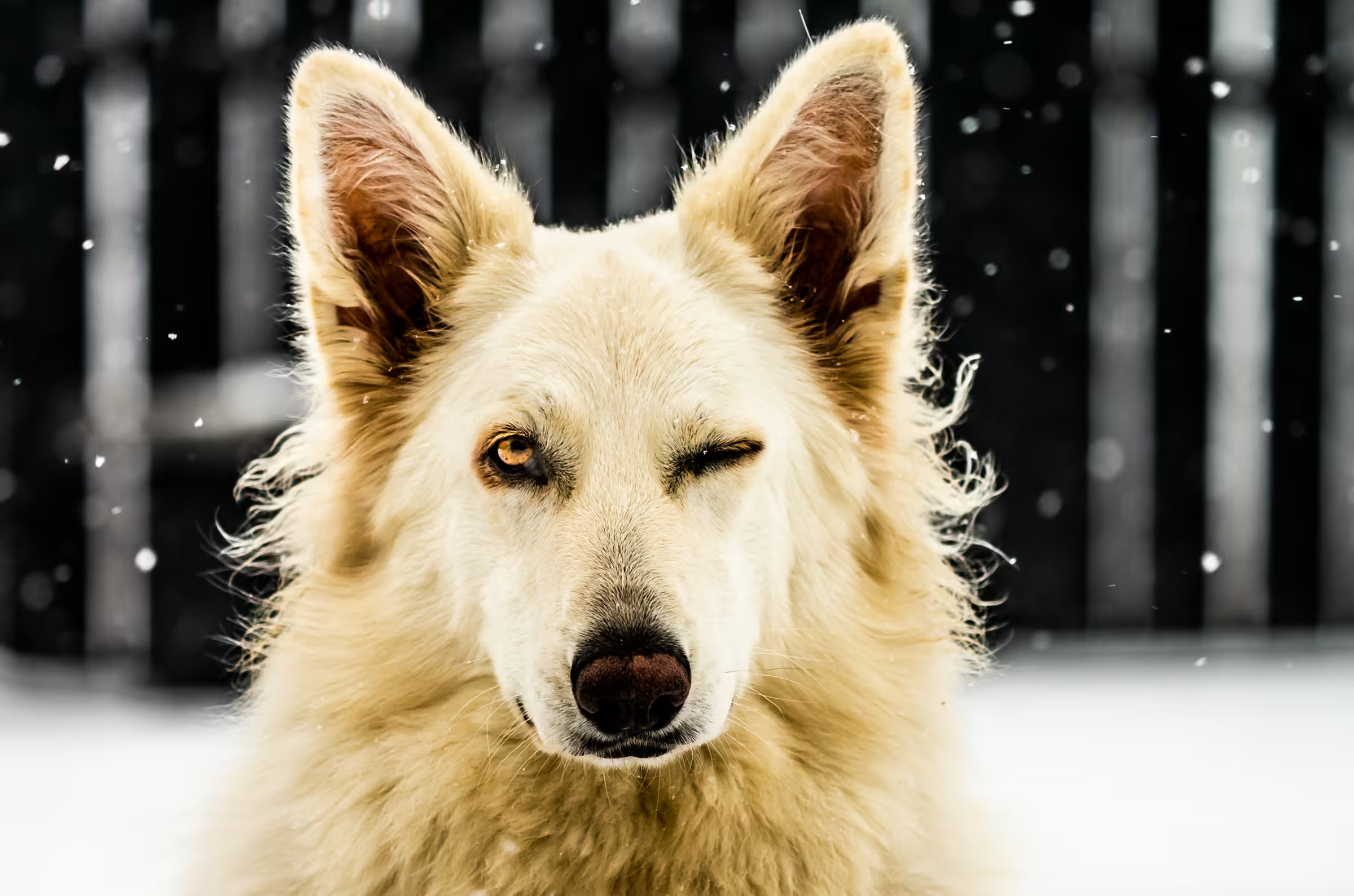 A White Swiss Shepherd Dog playfully winking with one eye closed in a snowy winter scene.