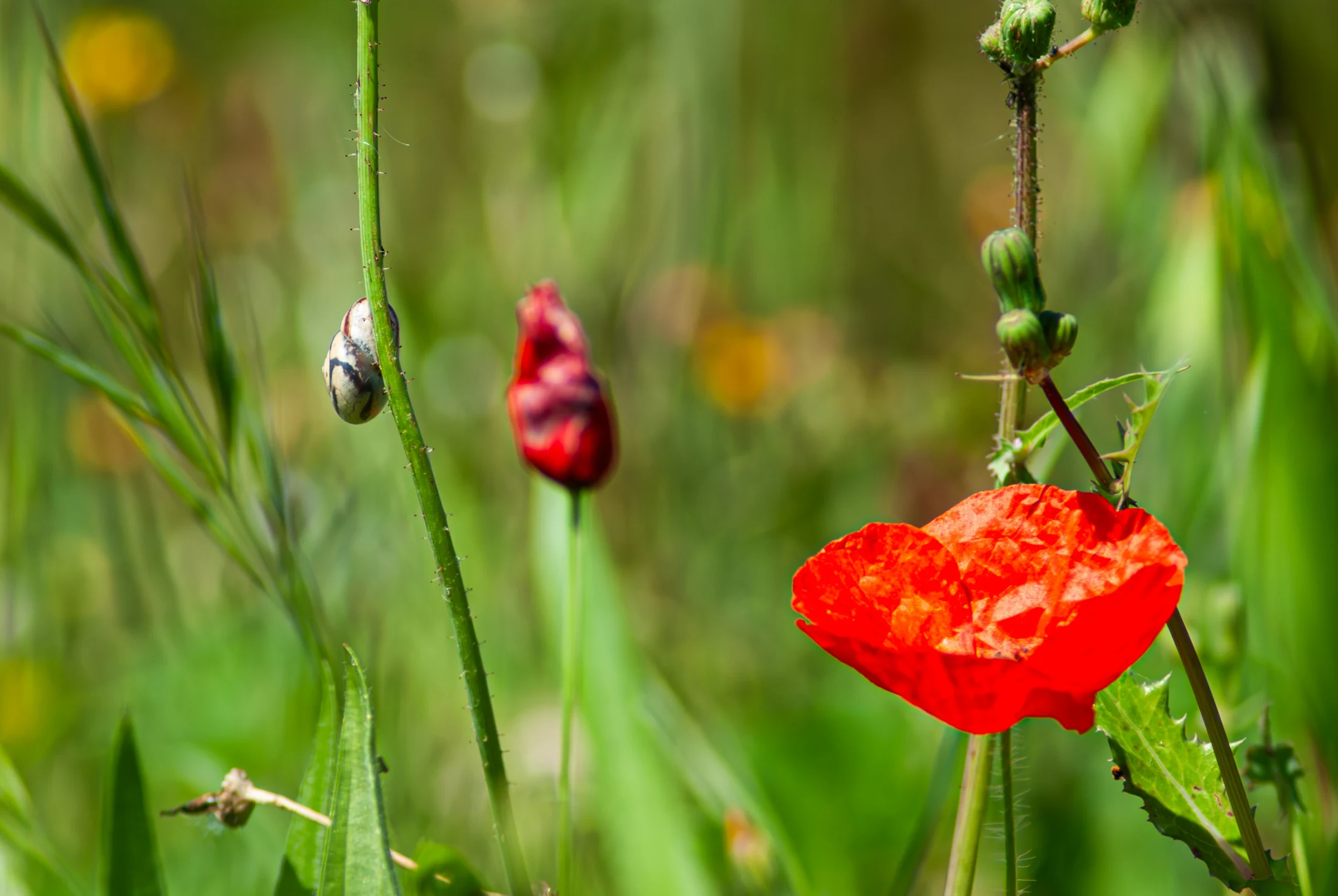 Wildflower Meadow Poppy Snail in Piano Grande.