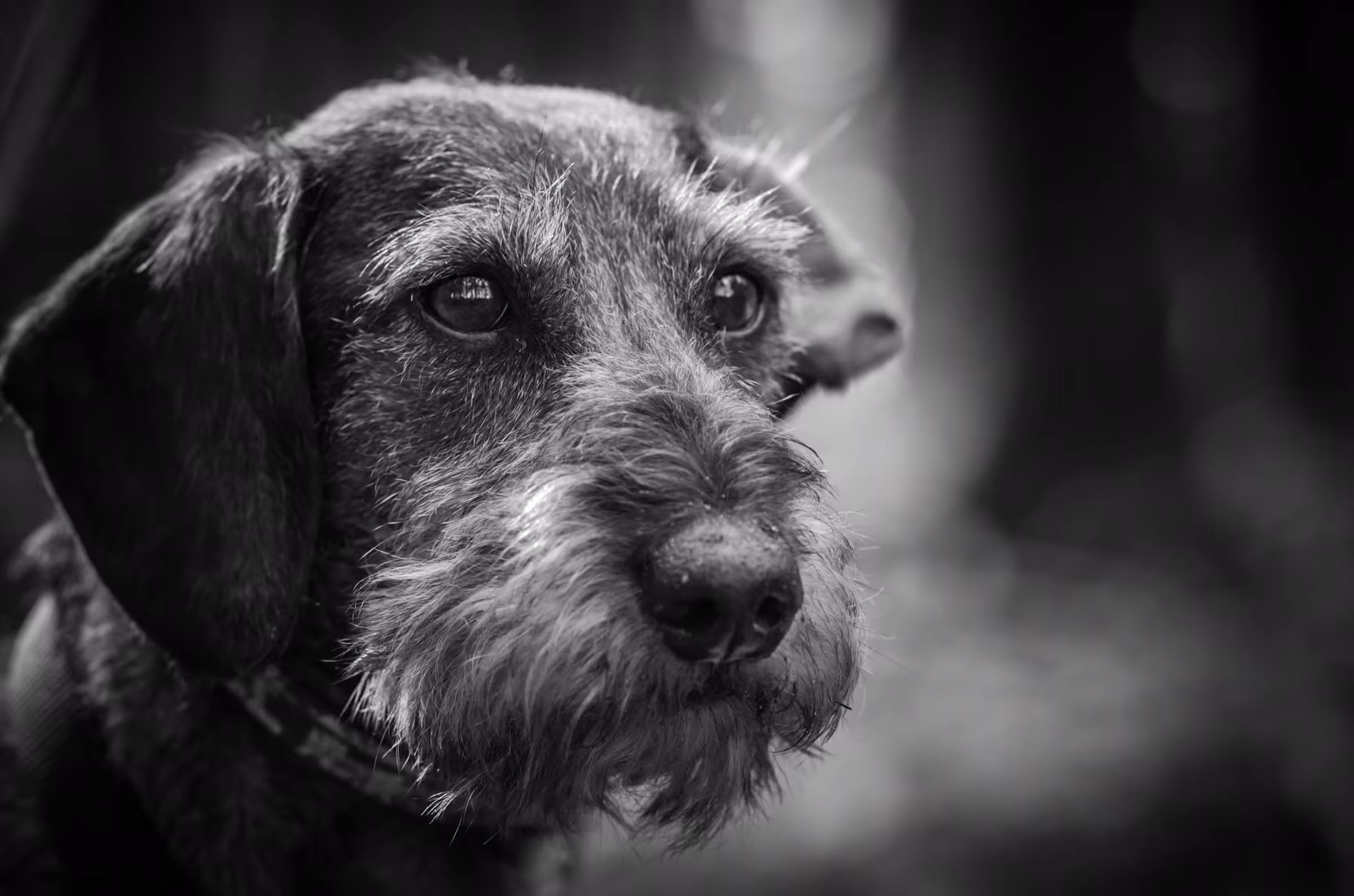 Black and white portrait photograph of a Wirehaired Dachshund dog. Close-up of the dog's head, with a focus on its expressive eyes and wiry fur.