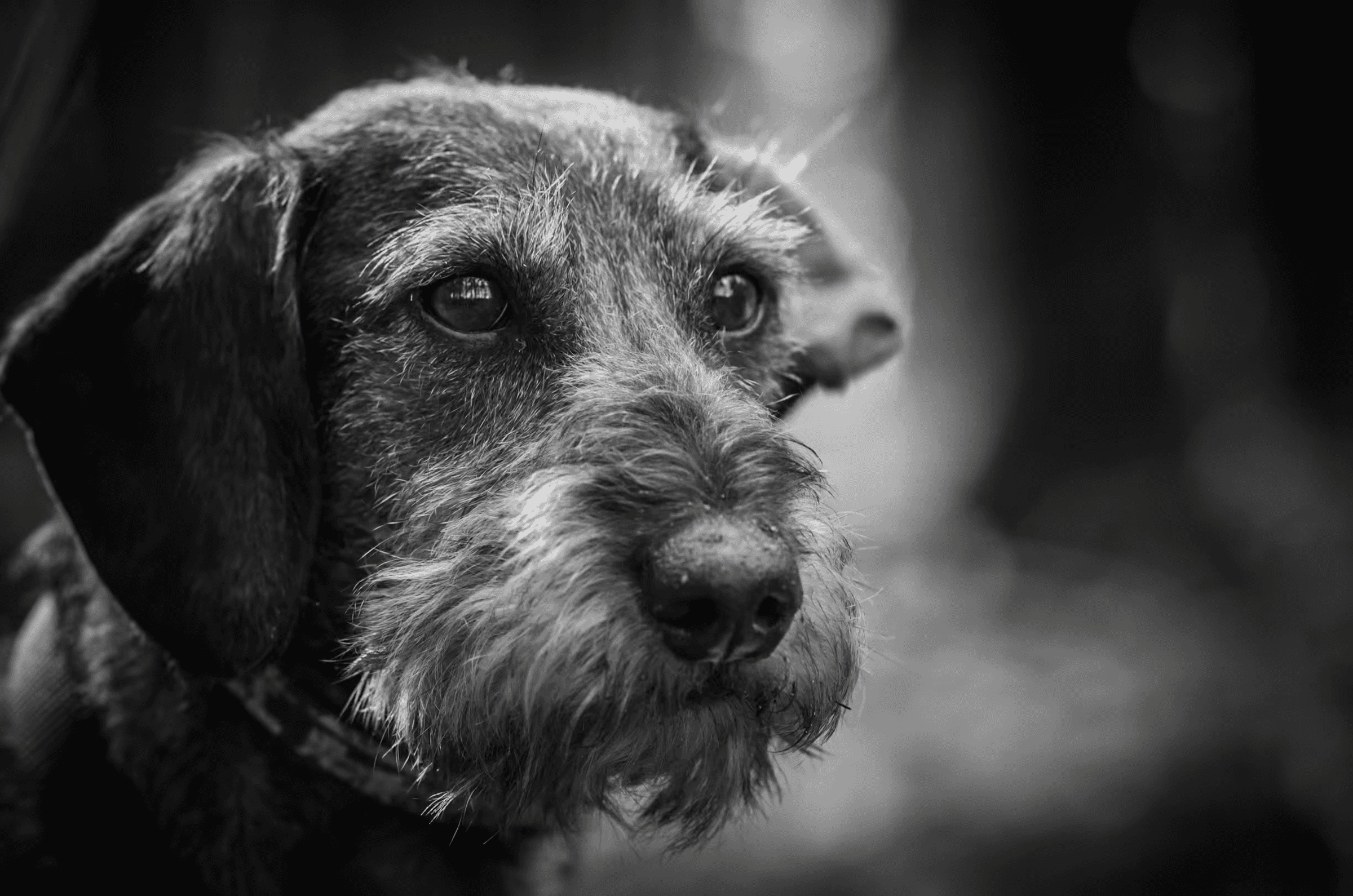 Black and white portrait photograph of a Wirehaired Dachshund dog. Close-up of the dog's head, with a focus on its expressive eyes and wiry fur.