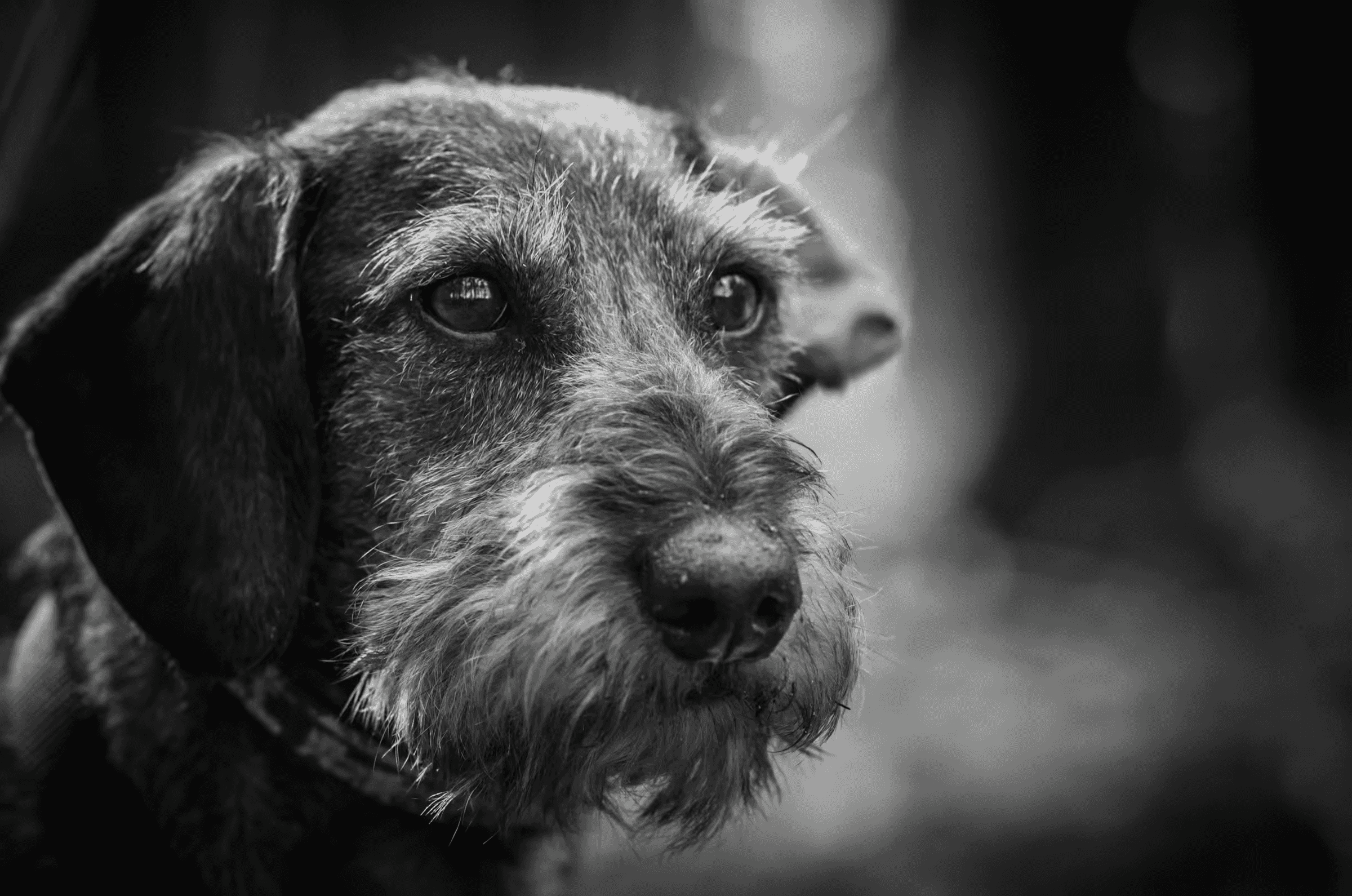 Black and white portrait photograph of a Wirehaired Dachshund dog. Close-up of the dog's head, with a focus on its expressive eyes and wiry fur.