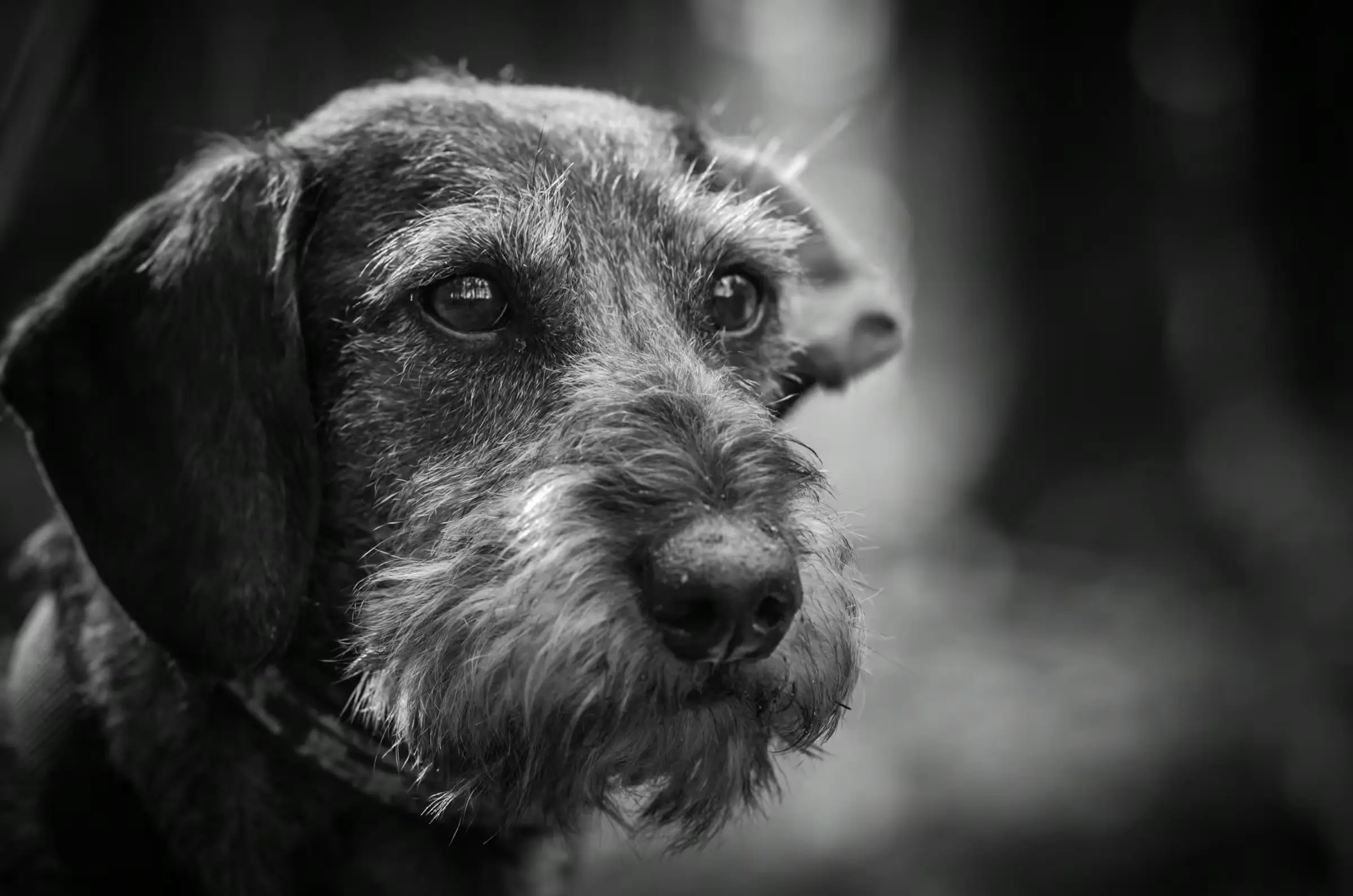 Wirehaired Gaze: Dachshund Portrait Black-and-white portrait of a wirehaired dachshund.
