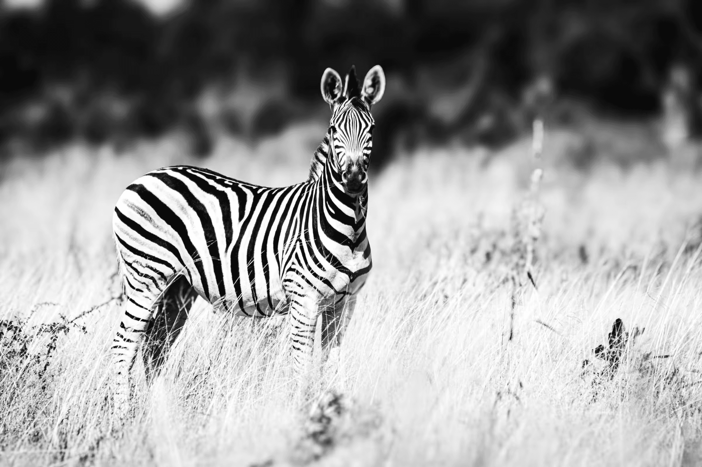 Zebra's Striking Stare A single zebra looking directly at the camera.