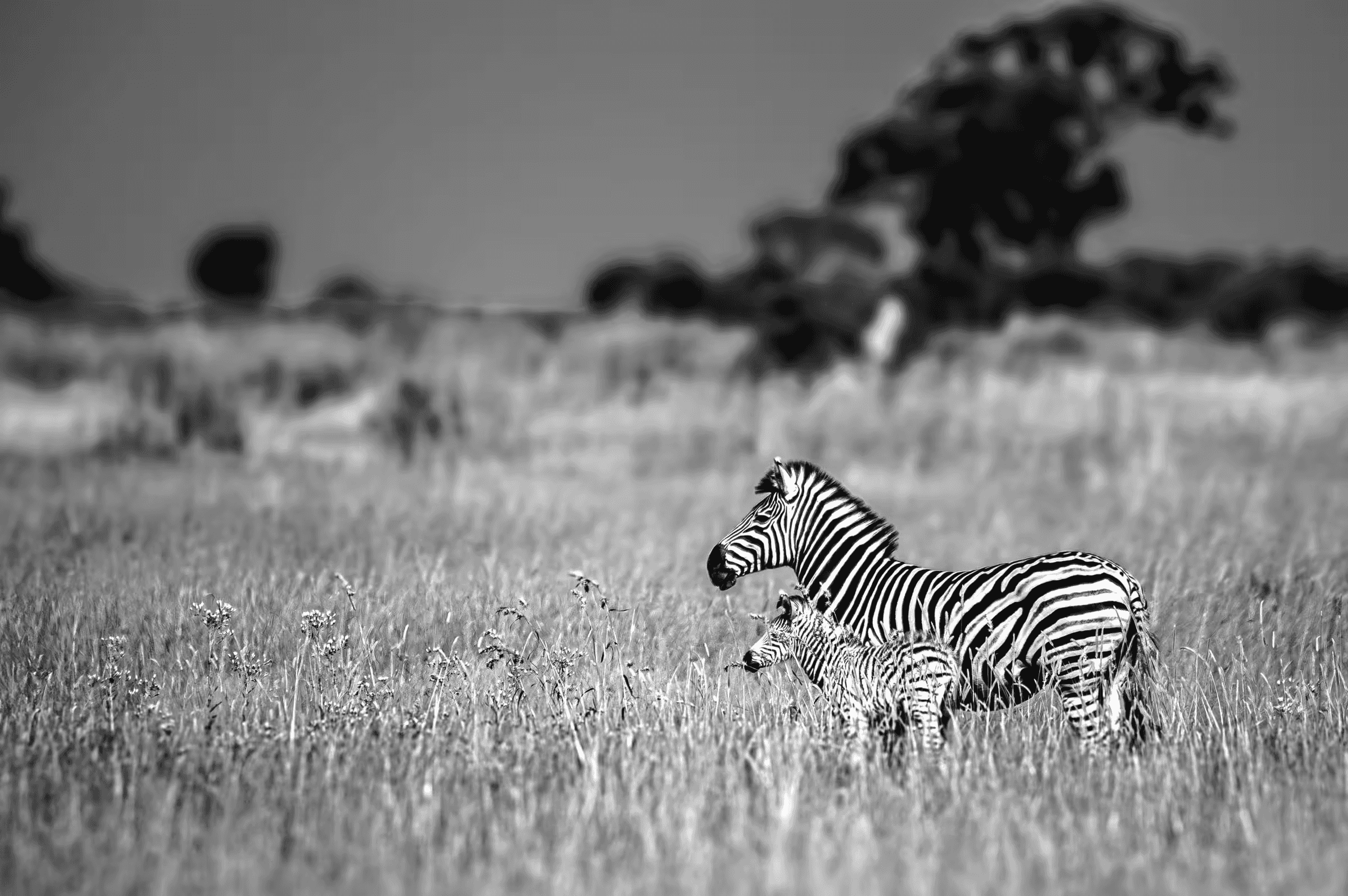 Savanna Serenity: Zebra Mother and Calf A zebra mother and her calf on the African savanna.