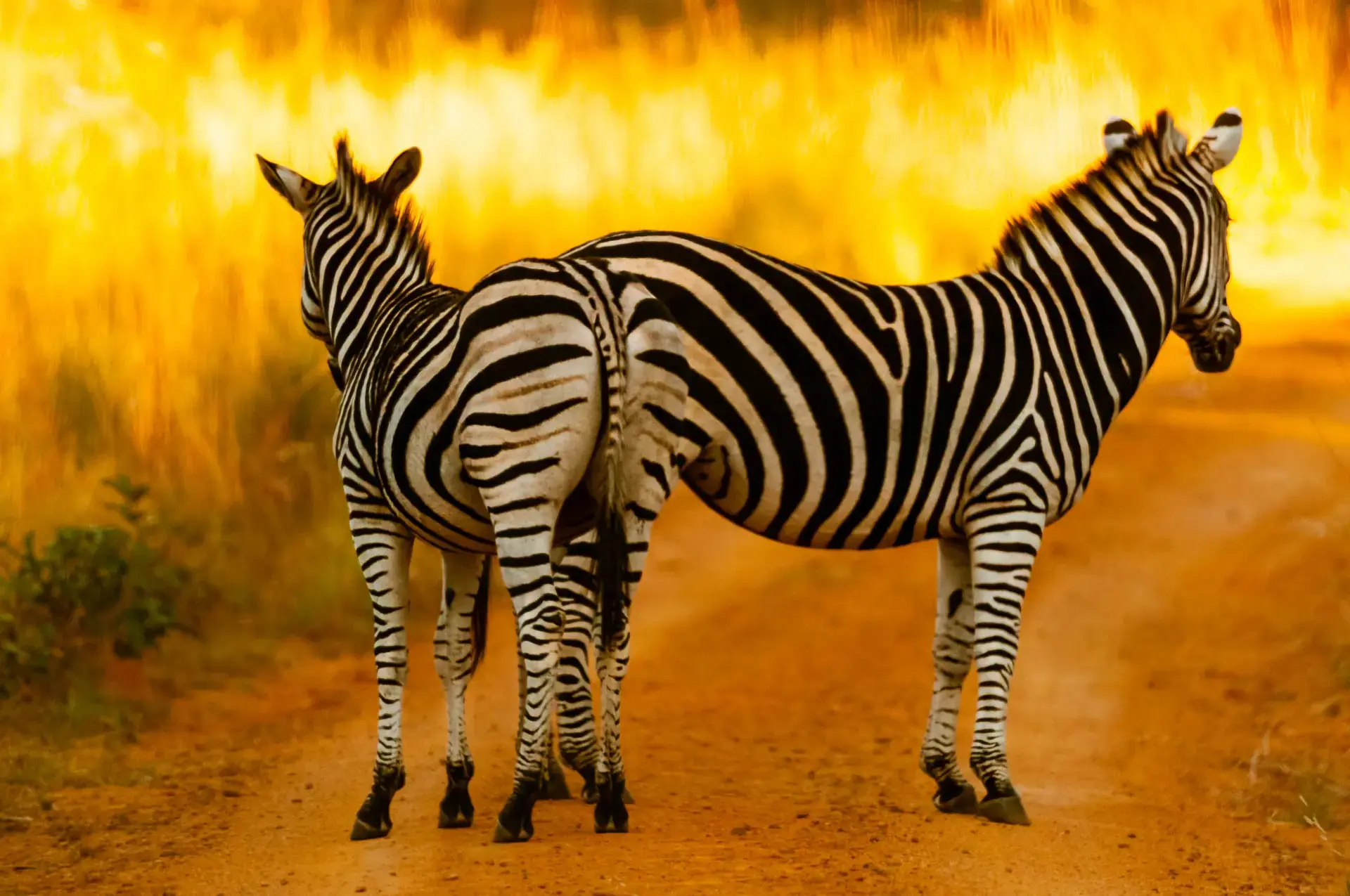 Two zebras standing close together in South Africa, their stripes overlapping.